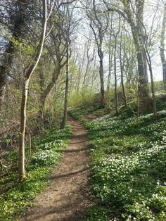 a dirt path in the woods with white flowers