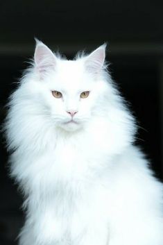 a white fluffy cat sitting on top of a wooden table next to a black wall