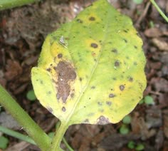 a yellow leaf with brown spots on it's surface in the grass and dirt