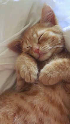 an orange cat sleeping on top of a white blanket