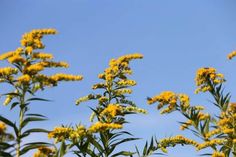 yellow flowers against a blue sky with no clouds in the backgrounge area