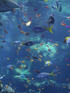 a large aquarium filled with lots of different types of fish swimming in the water next to each other