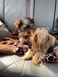 two small dogs are sitting in the back seat of a car with blankets on them