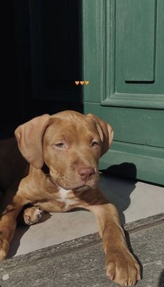 a brown dog laying on the ground next to a green door