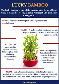 lucky bamboo plant in a red bowl with instructions on how to grow and use it