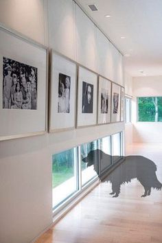 a dog standing in front of a wall with pictures on it