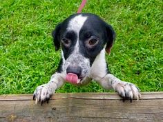 a black and white dog sticking its tongue out over a wooden fence post with grass in the background