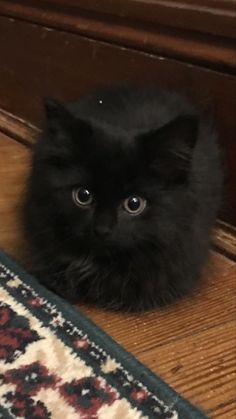 a black cat sitting on the floor next to a rug and wooden cabinet door handle