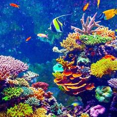 an aquarium filled with lots of different types of colorful fish and corals in the water