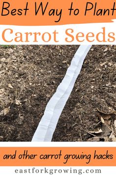 the best way to plant carrot seeds and other carrot growing hacks is with this easy guide