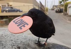 a black bird holding a pink frisbee with the word love written on it