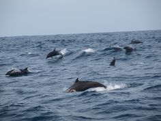 a group of dolphins swimming in the ocean