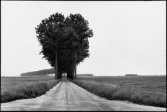 a dirt road lined with trees on both sides