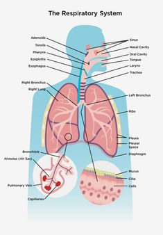 the anatomy of the human body and its major organs, including the lungs, stomachs,