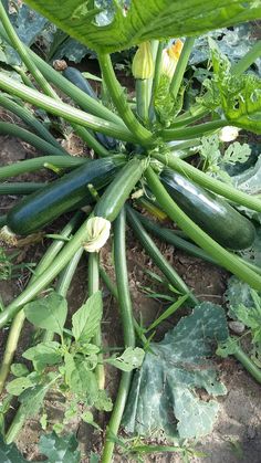 cucumbers growing in the garden with green leaves