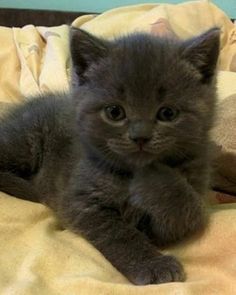 a small gray kitten laying on top of a yellow bed sheet and looking at the camera