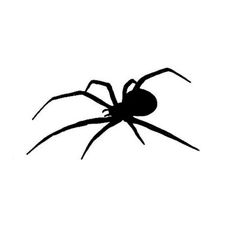 a black spider silhouetted against a white background