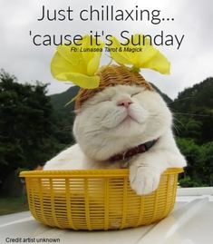 a white cat with yellow flowers on its head is sitting in a wicker basket