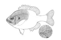 a black and white drawing of a fish next to a sea urchin on a white background