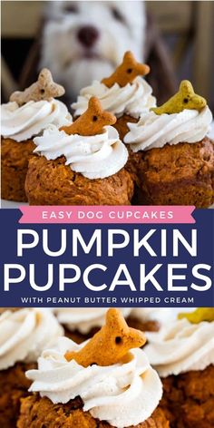 pumpkin cupcakes with peanut butter whipped cream are the perfect treat for dogs and cats