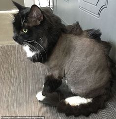 a black and white cat sitting on the floor