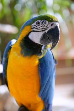 a blue and yellow parrot sitting on top of a tree