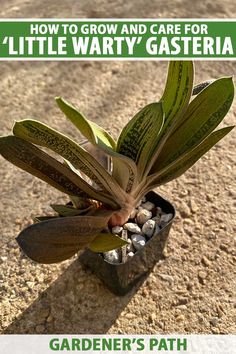 an image of a plant growing out of the ground with text overlay that reads how to grow and care for little marty gasteria