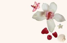 an orchid, raspberries and starfish on a white background