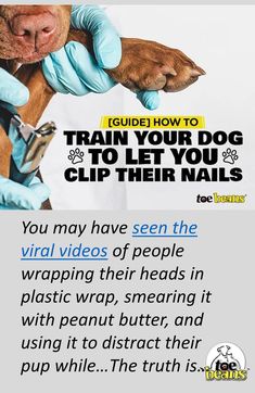 Dog Claw Clipping Dog Nail Clipping Tips, Dog Remedies, Toe Beans, Dog Itching, Pet Blog