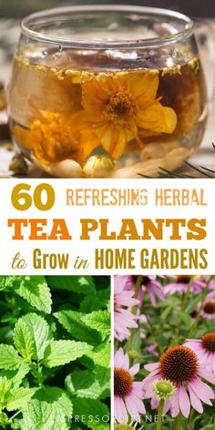 tea plants and flowers with text overlay that reads 60 refreshing herb tea plants to grow in home gardens