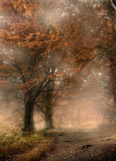 a dirt road surrounded by trees with orange leaves on the ground and fog in the air