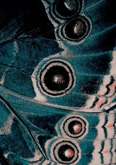 a close up view of the back end of a butterfly's wing with circles on it