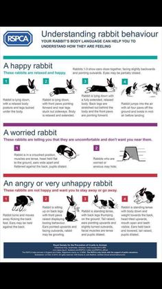 an image of rabbits in different stages of their life cycle and how to use them