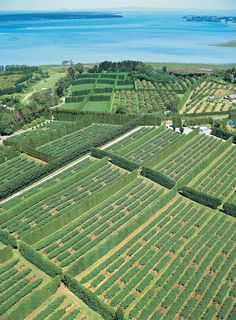 an aerial view of rows of trees in the foreground and water in the background