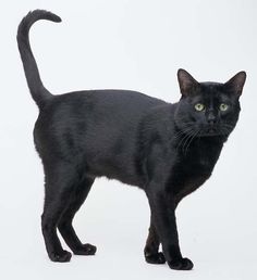 a black cat standing in front of a white background and looking at the camera with an intense look on its face