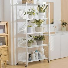 a white shelf filled with potted plants in a living room