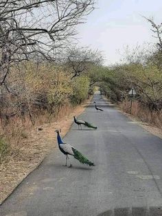 three peacocks walking down the middle of an empty road with trees in the background