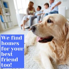 a dog laying on the floor with people in the background and text that reads, we find homes for your best friend too