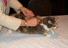 a woman grooming a cat on top of a white table cloth covered tablecloth