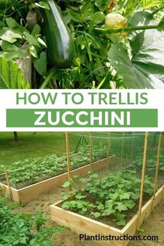 how to trellis zucchini in the garden with text overlay that reads, how to trellis zucchini