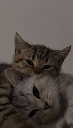 two kittens cuddle together in black and white