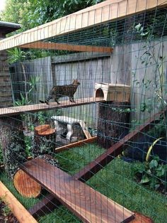 a cat in a cage on top of some wood and grass with another cat standing behind it