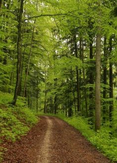 a dirt road in the middle of a forest