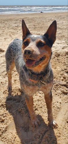 a small dog standing on top of a sandy beach next to the ocean with his mouth open