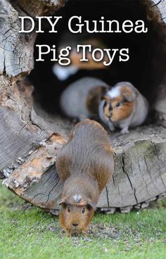 two small brown and white hamsters in a hole with the words diy guinea pig toys