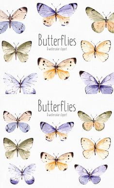 butterflies with different colors and sizes are shown in this poster, which includes the names of each