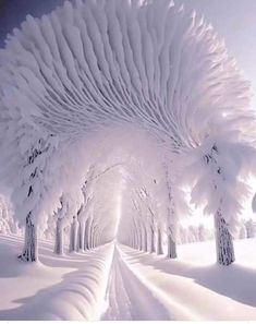 the snow covered trees are lined up with white furnishs and long, curved branches