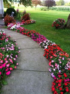 colorful flowers line the sidewalk in front of a house