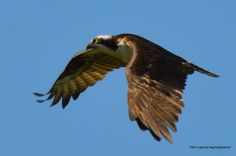 an ostrich flying in the blue sky with its wings spread out and it's head down