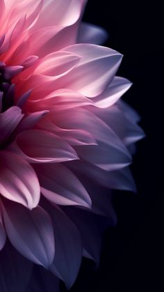 a large pink flower with purple petals on it's center and dark back ground